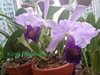 Cattleya Dinard 